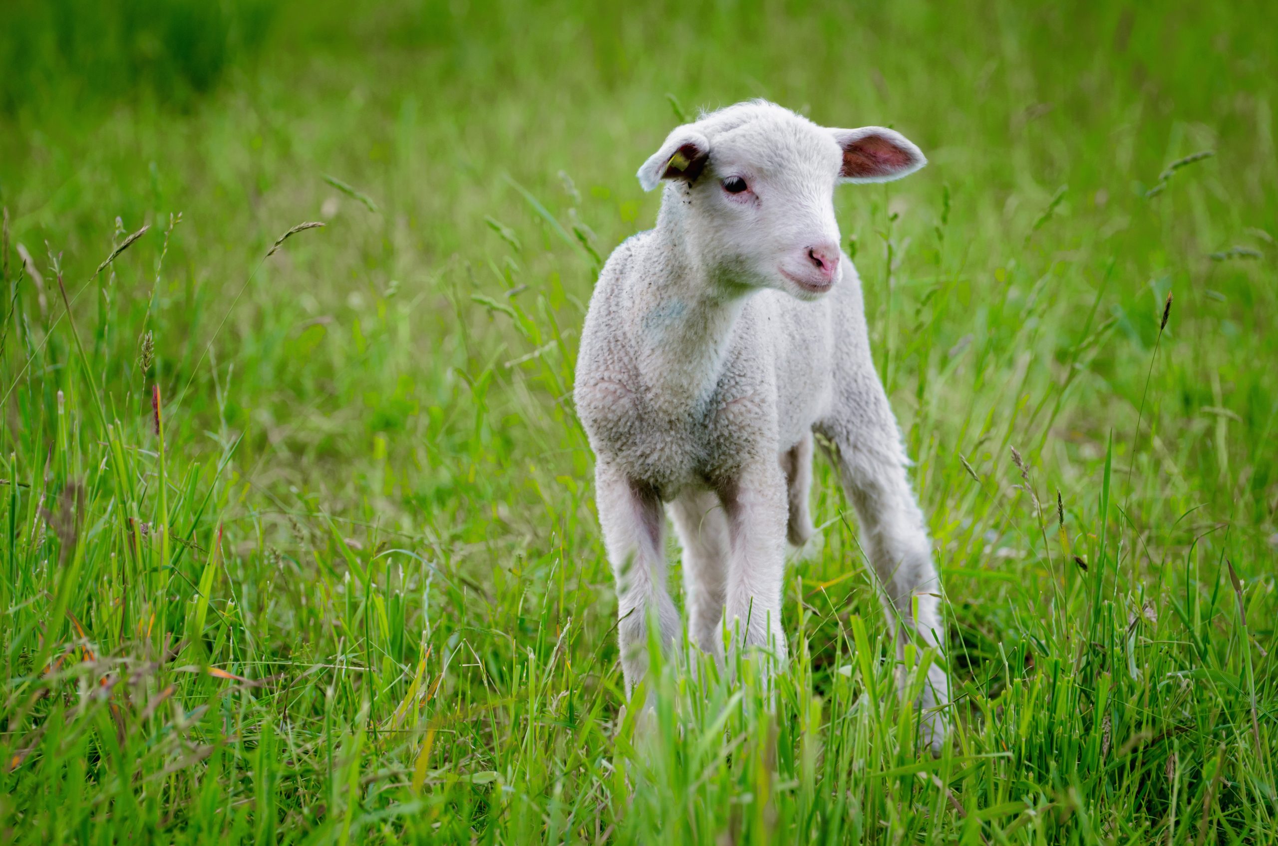 beautiful shot of a lamb in the middle of the green field beautiful shot of a lamb in the middle of the green field